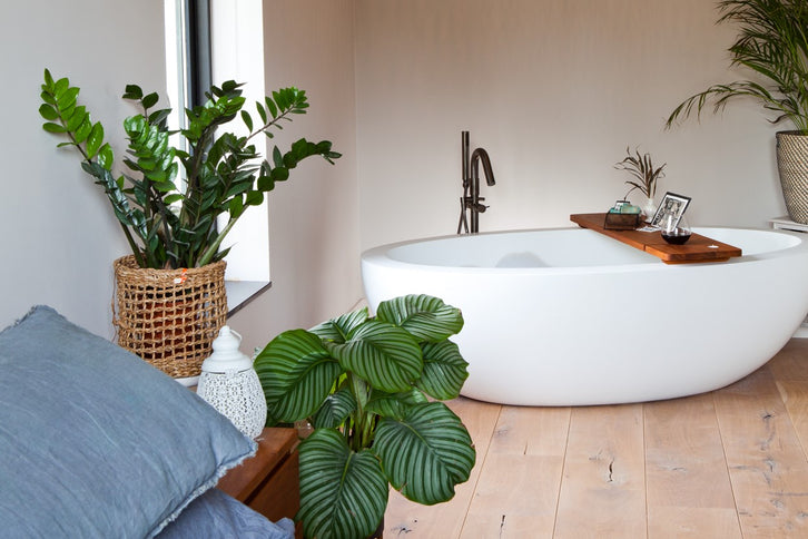 Welke planten overleven in je badkamer?